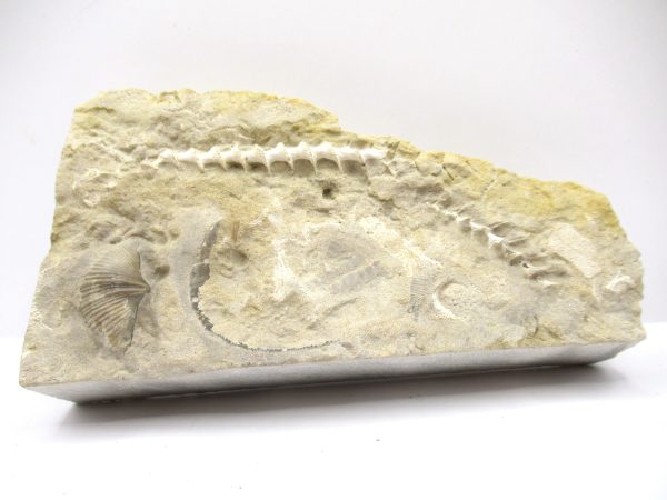 Genuine Mississippian Age Archimedes Bryozoa Fossil for Sale from Alabama #26