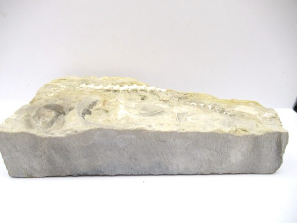 Genuine Mississippian Age Archimedes Bryozoa Fossil for Sale from Alabama #26a