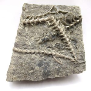 Genuine Mississippian Age Archimedes Bryozoa Fossil for Sale from Alabama #27