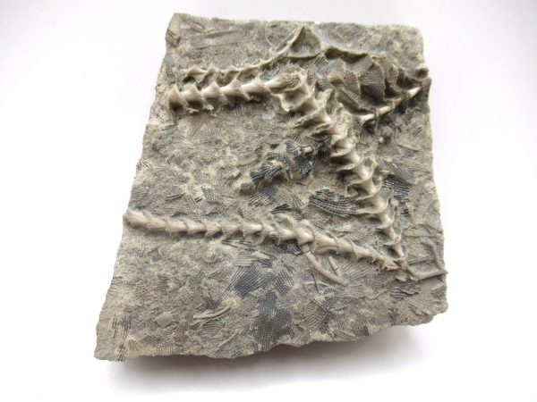 Genuine Mississippian Age Archimedes Bryozoa Fossil for Sale from Alabama #27