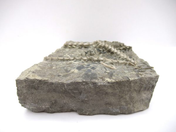 Genuine Mississippian Age Archimedes Bryozoa Fossil for Sale from Alabama #27a