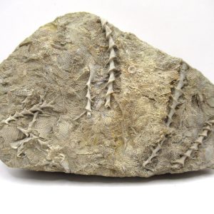 Genuine Mississippian Age Archimedes Bryozoa Fossil for Sale from Alabama #29