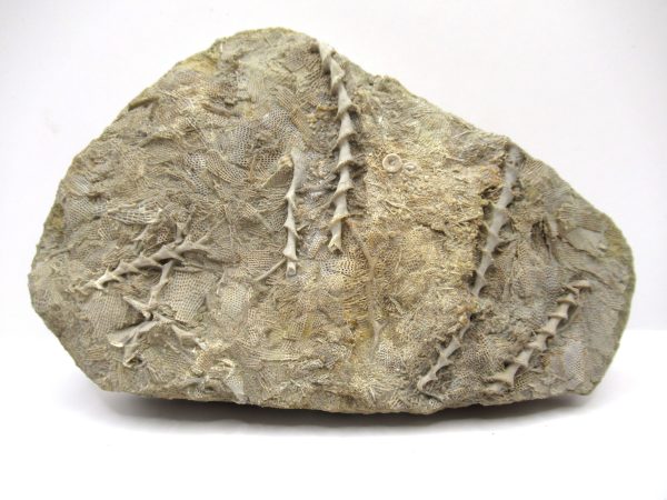 Genuine Mississippian Age Archimedes Bryozoa Fossil for Sale from Alabama #29