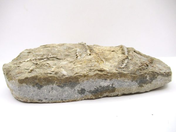 Genuine Mississippian Age Archimedes Bryozoa Fossil for Sale from Alabama #29a