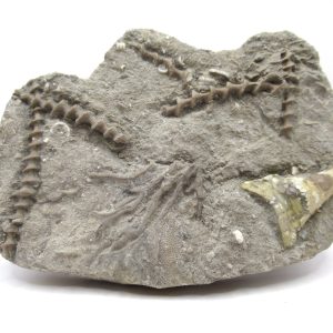 Genuine Mississippian Age Archimedes Bryozoa Fossil for Sale from Alabama #30