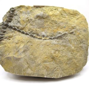 Genuine Mississippian Age Archimedes Bryozoa Fossil for Sale from Alabama #31