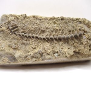 Genuine Mississippian Age Archimedes Bryozoa Fossil for Sale from Alabama #32