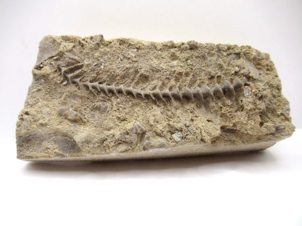 Genuine Mississippian Age Archimedes Bryozoa Fossil for Sale from Alabama #32