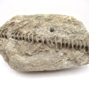 Genuine Mississippian Age Archimedes Bryozoa Fossil for Sale from Alabama #34