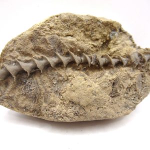 Genuine Mississippian Age Archimedes Bryozoa Fossil for Sale from Alabama #7