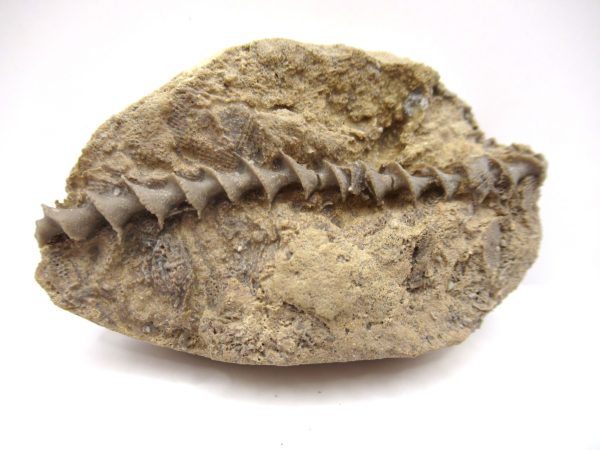 Genuine Mississippian Age Archimedes Bryozoa Fossil for Sale from Alabama #7