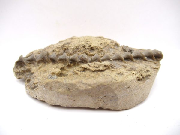 Genuine Mississippian Age Archimedes Bryozoa Fossil for Sale from Alabama #7a