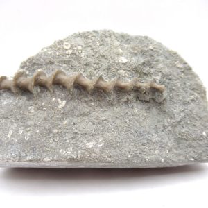 Genuine Mississippian Age Archimedes Bryozoa Fossil for Sale from Alabama #8