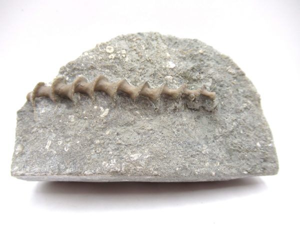 Genuine Mississippian Age Archimedes Bryozoa Fossil for Sale from Alabama #8