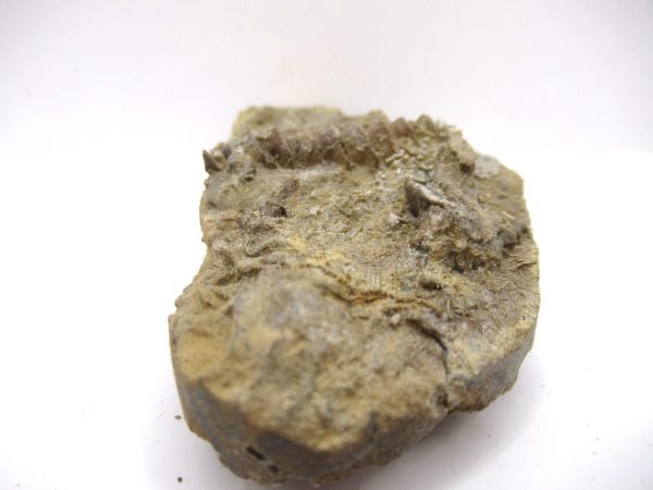 Genuine Mississippian Age Archimedes Bryozoa Fossil for Sale from Alabama #9a