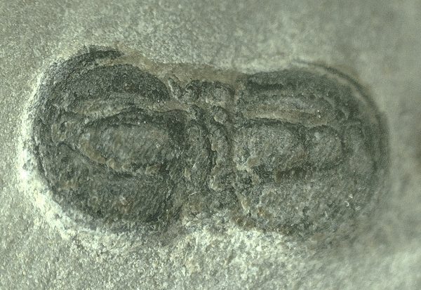 General Cambrian Age Peronopsis Trilobite Fossils From Utah For Sale #10a