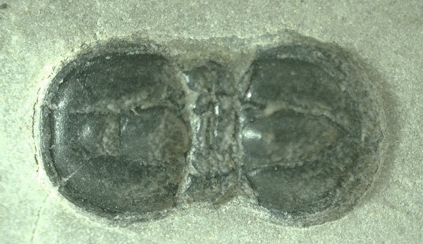 General Cambrian Age Peronopsis Trilobite Fossils From Utah For Sale #16a