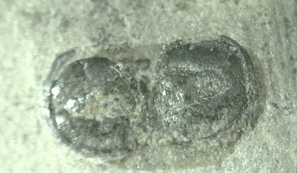 General Cambrian Age Peronopsis Trilobite Fossils From Utah For Sale #17a