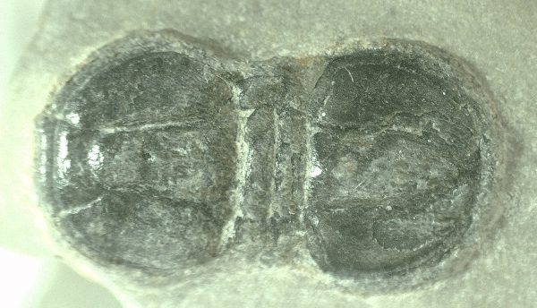 General Cambrian Age Peronopsis Trilobite Fossils From Utah For Sale #8a