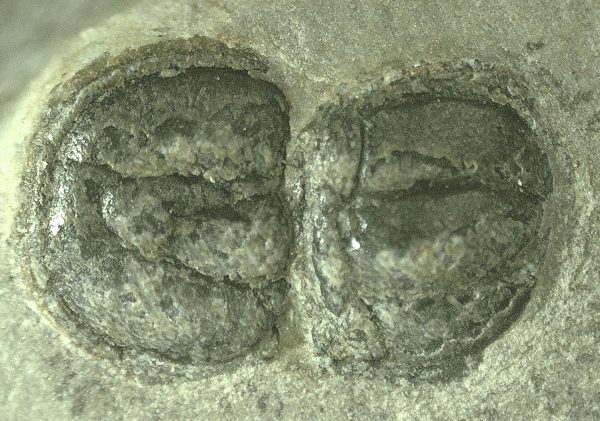 General Cambrian Age Peronopsis Trilobite Fossils From Utah For Sale #9a