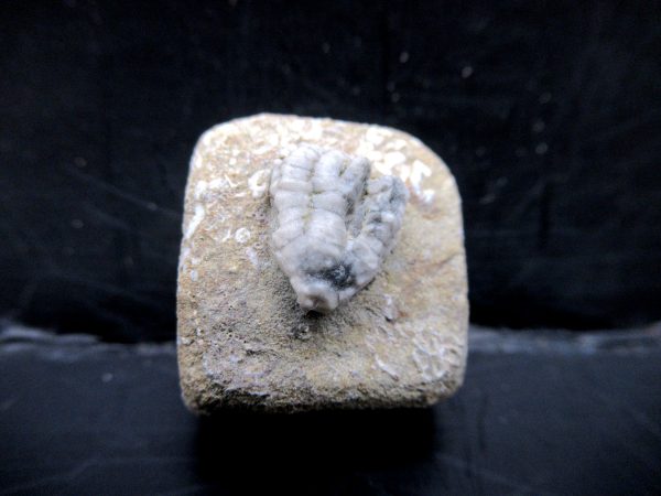 Genuine Crawfordsville Crinoid Fossils for Sale from Indiana #122