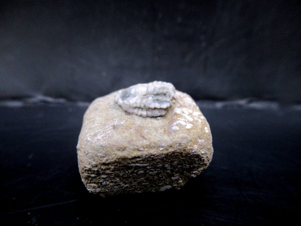 Genuine Crawfordsville Crinoid Fossils for Sale from Indiana #122b