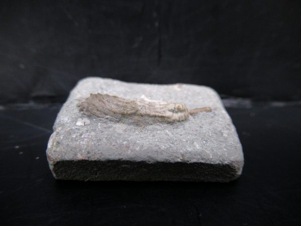 Genuine Crawfordsville Crinoid Fossils for Sale from Indiana #124b