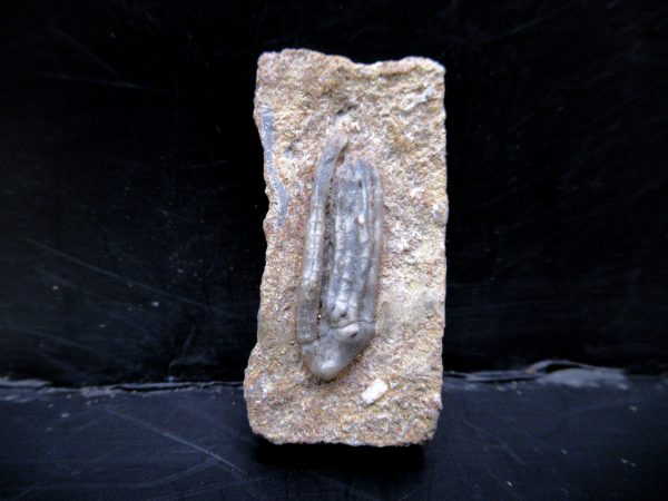 Genuine Crawfordsville Crinoid Fossils for Sale from Indiana #125