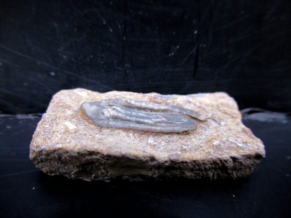 Genuine Crawfordsville Crinoid Fossils for Sale from Indiana #125b