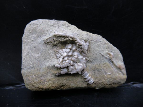 Genuine Crawfordsville Crinoid Fossils for Sale from Indiana #127