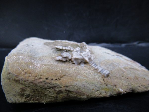 Genuine Crawfordsville Crinoid Fossils for Sale from Indiana #127b