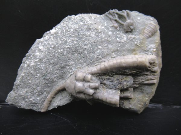 Genuine Crawfordsville Crinoid Fossils for Sale from Indiana #128