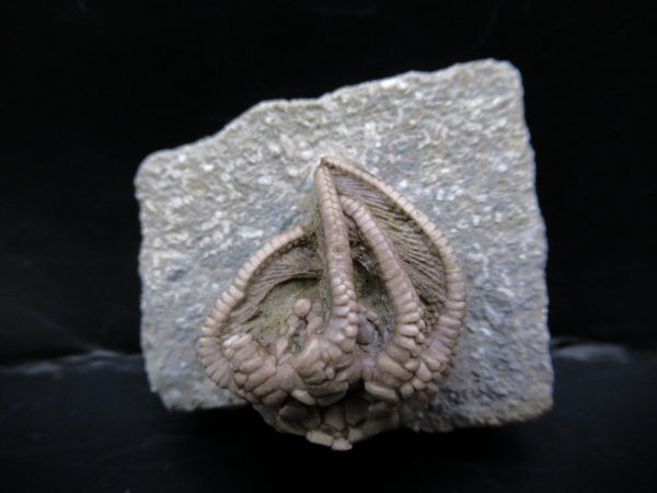 Genuine Crawfordsville Crinoid Fossils for Sale from Indiana #129