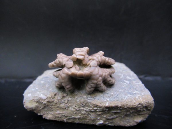 Genuine Crawfordsville Crinoid Fossils for Sale from Indiana #129a