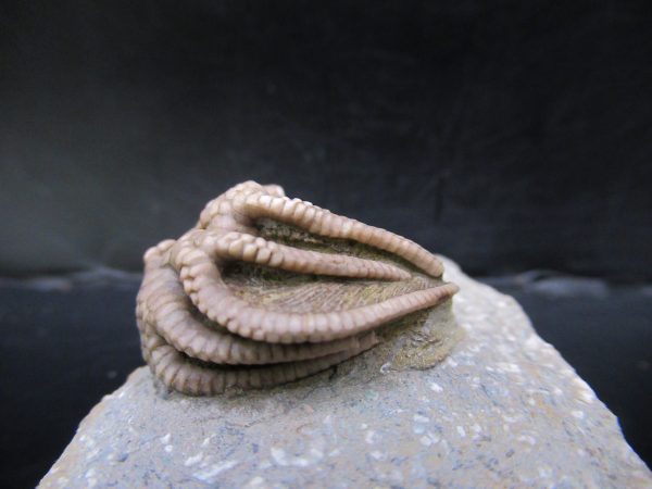 Genuine Crawfordsville Crinoid Fossils for Sale from Indiana #129b