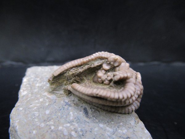 Genuine Crawfordsville Crinoid Fossils for Sale from Indiana #129d