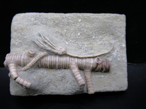 Genuine Crawfordsville Crinoid Fossils for Sale from Indiana #131