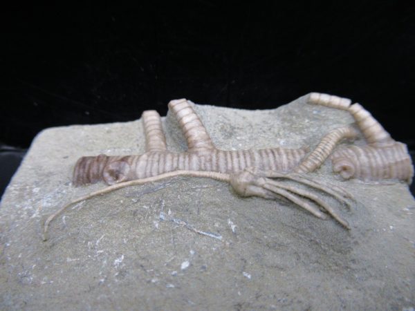 Genuine Crawfordsville Crinoid Fossils for Sale from Indiana #131b