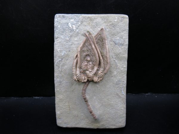 Genuine Crawfordsville Crinoid Fossils for Sale from Indiana #133