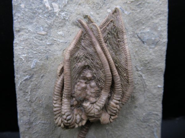 Genuine Crawfordsville Crinoid Fossils for Sale from Indiana #133a