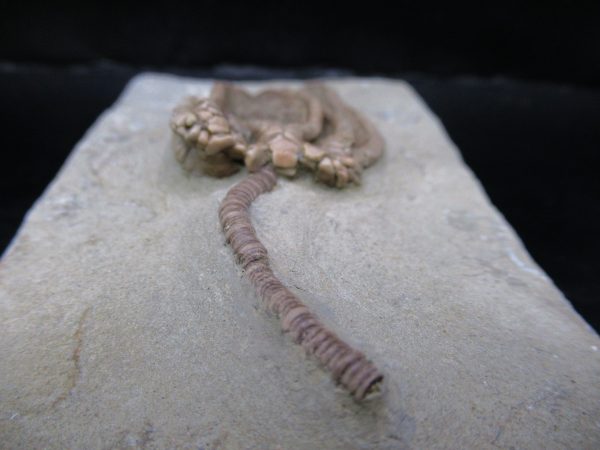 Genuine Crawfordsville Crinoid Fossils for Sale from Indiana #133b