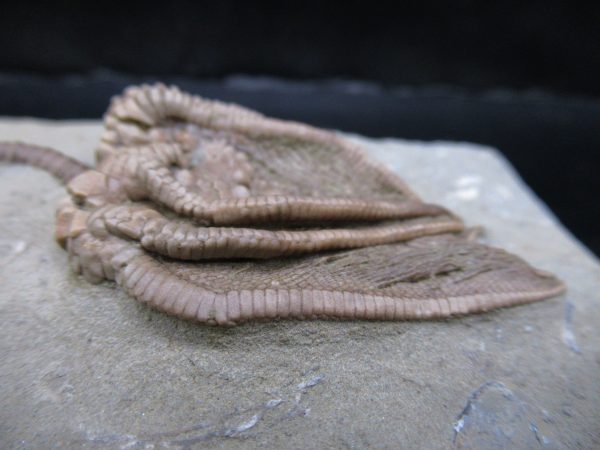 Genuine Crawfordsville Crinoid Fossils for Sale from Indiana #133c