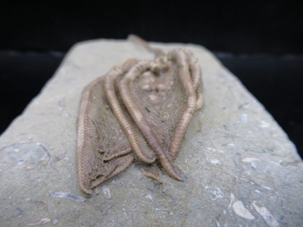 Genuine Crawfordsville Crinoid Fossils for Sale from Indiana #133d