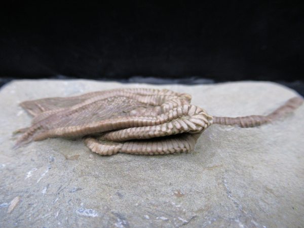 Genuine Crawfordsville Crinoid Fossils for Sale from Indiana #133e