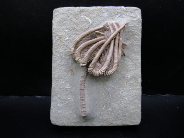 Genuine Crawfordsville Crinoid Fossils for Sale from Indiana #135