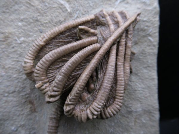 Genuine Crawfordsville Crinoid Fossils for Sale from Indiana #135a