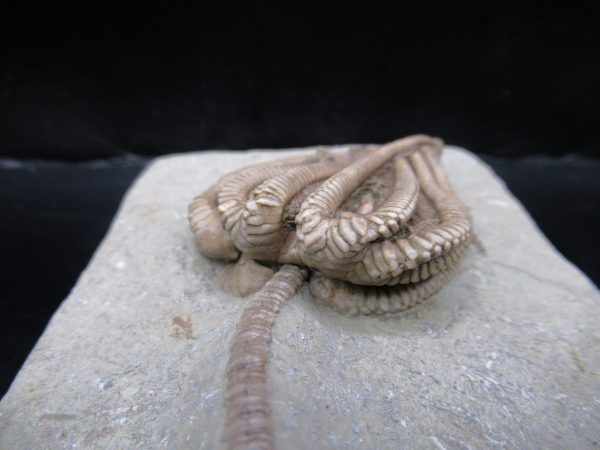 Genuine Crawfordsville Crinoid Fossils for Sale from Indiana #135b