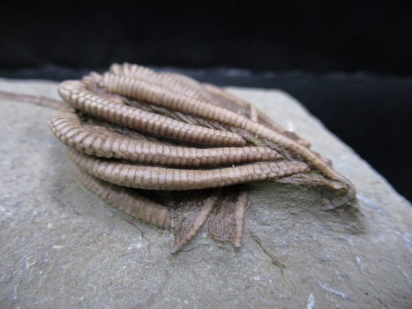 Genuine Crawfordsville Crinoid Fossils for Sale from Indiana #135c