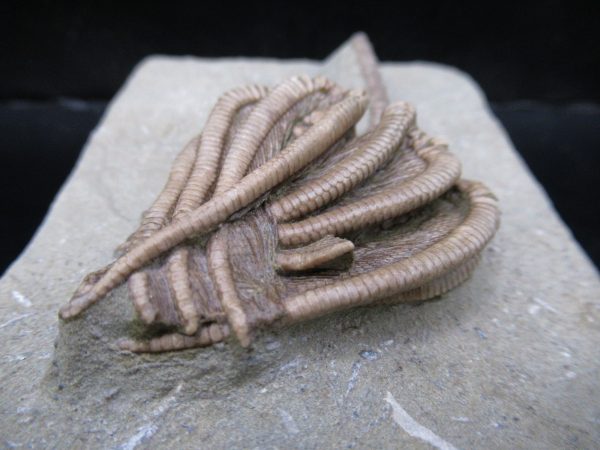 Genuine Crawfordsville Crinoid Fossils for Sale from Indiana #135d