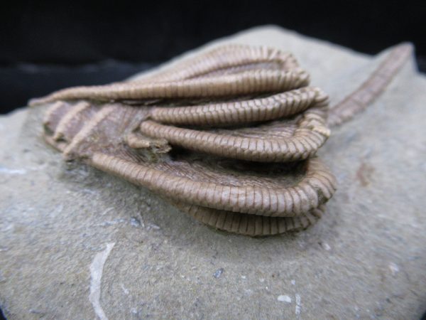 Genuine Crawfordsville Crinoid Fossils for Sale from Indiana #135e